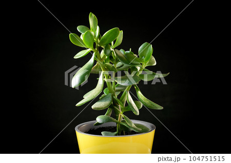 Crassula plant in a yellow pot isolated on a black background. Isolated Succulent plant. Potted tropical houseplant. Home minimal design. Crassula ovata, money tree. Home Garden, Flower Shop concept 104751515