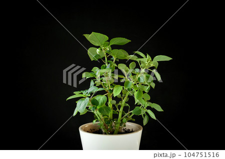 Balsamine, Impatiens plant in a white pot isolated on a black background. Potted tropical houseplant. Home minimal design. Jewelweed, touch-me-not, snapweed. Home Garden, Flower Shop concept Balsamine, Impatiens plant in a white pot isolated on a black background. Potted tropical houseplant. Home minimal design. Jewelweed, touch-me-not, snapweed. Home Garden, Flower Shop concept 104751516