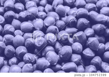 Very Peri Color of the year 2022. Violet Background with a collection of hazelnuts. Lot of hazelnuts in the shell. Hazelnuts. Food background, wallpaper. Stack of hazelnuts Very Peri Color of the year 2022. Violet Background with a collection of hazelnuts. Lot of hazelnuts in the shell. Hazelnuts. Food background, wallpaper. Stack of hazelnuts 104751599