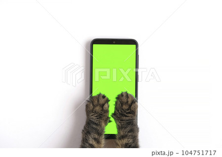 Cat paw touching, clicking, tapping and swiping phone with chromakey screen. Feline Paw typing smartphone with green background. Close-up. Chroma key vertical mock up for advertising. Cat using phone 104751717