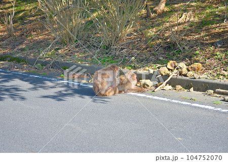 伊豆半島・南伊豆・波勝崎・野猿の楽園に向かう道中に現れた、毛繕いをする猿・静岡県南伊豆町(4) 伊豆半島・南伊豆・波勝崎・野猿の楽園に向かう道中に現れた、毛繕いをする猿・静岡県南伊豆町(4) 104752070