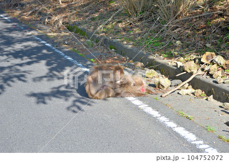 伊豆半島・南伊豆・波勝崎・野猿の楽園に向かう道中に現れた、毛繕いをする猿・静岡県南伊豆町(6) 伊豆半島・南伊豆・波勝崎・野猿の楽園に向かう道中に現れた、毛繕いをする猿・静岡県南伊豆町(6) 104752072