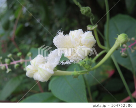 カラスウリのつぼみ カラスウリのつぼみ 104752380