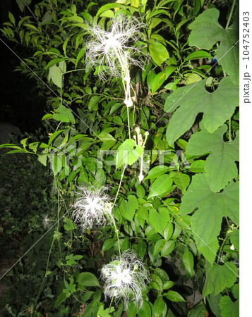 夜咲くカラスウリの花 104752403
