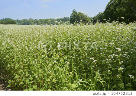 北海道のソバ畑に咲くソバの花 104752812