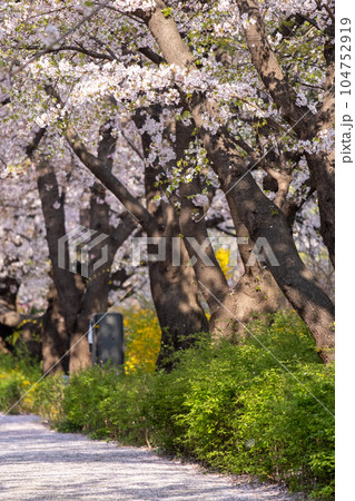 Cherry Blossoms in spring with Soft focus, at Yeongdeungpo Yeouido Spring Flower Festival in Seoul, South Korea 104752919