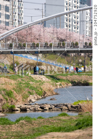 People walking around Cherry blossom festival at Bulgwangcheon in Seoul, South Korea 104752920