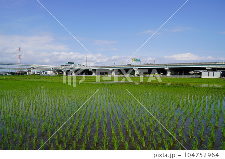 茅ヶ崎の田んぼ 田植えを終えた初夏 茅ヶ崎の田んぼ 田植えを終えた初夏 104752964