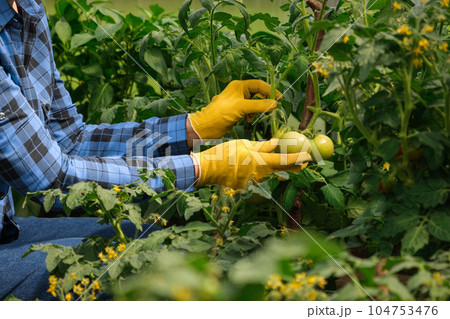 Woman farmer inspecting tomatoes plants quality in modern greenhouse. Female Farm Worker wearing blue checkered shirt, yellow gloves Checking crop of Tomatoes. Gardener holding unripe tomato 104753476