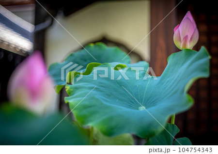 革堂・行願寺の初夏、やわらかな蓮の葉と蓮の花が彩る境内 104754343