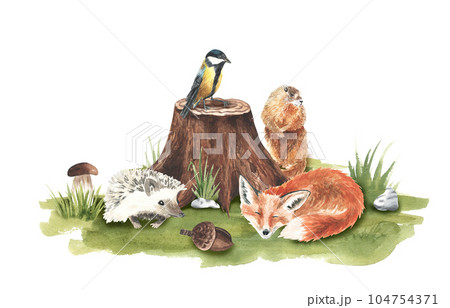 Cartoon woodland animals in meadow grass. Character fox, groundhog, rabbit, hedgehog, tit bird in green composition. Watercolor forest wildlife natural for childish design. stickers, decor 104754371