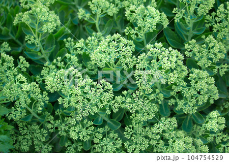 Green flowers of sedum in garden. Spring or summer botany background 104754529