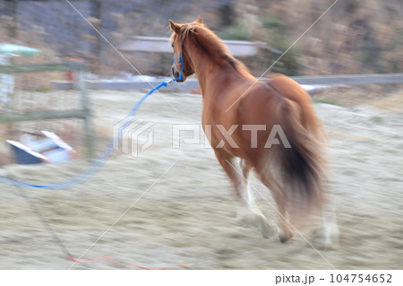 馬が走るイメージ 104754652