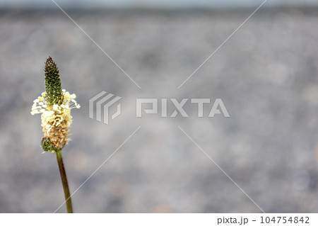ヘラオオバコの花 104754842