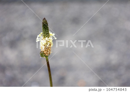 ヘラオオバコの花 ヘラオオバコの花 104754843