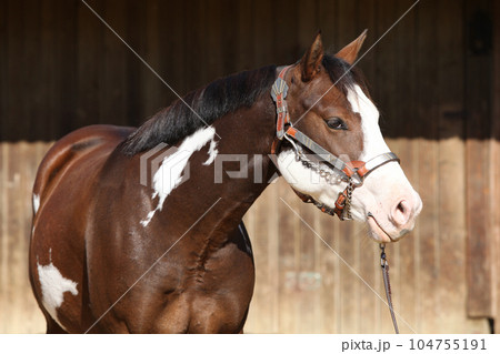 Portrait of amazing paint horse Portrait of amazing paint horse 104755191