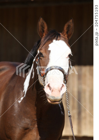 Portrait of amazing paint horse Portrait of amazing paint horse 104755193