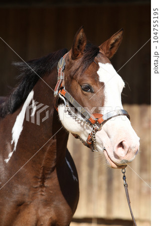Portrait of amazing paint horse Portrait of amazing paint horse 104755195