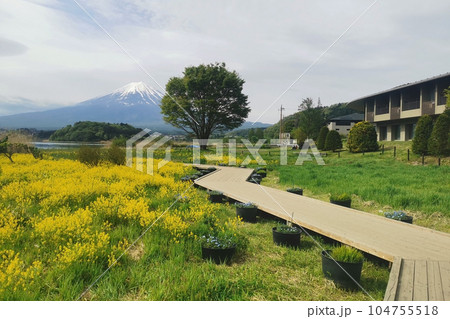 Nanohana yellow flowers with big tree and mount fuji at Oishi park 104755518