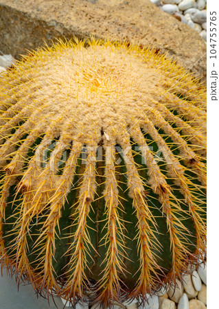 Cactus plant leaves pattern. Cactus plant leaves pattern. 104755765