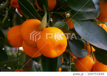 Close-up on calamondins in a tree 104755890