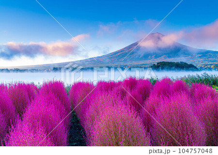 【富士山素材】紅葉したコキアと朝の河口湖から見る富士山【山梨県】 104757048