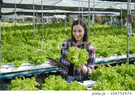 young farmer female smiling and holding mobile smart tablet with hydroponic fresh green vegetables produce in greenhouse garden nursery farm, smart farming, agriculture business concept 104758474