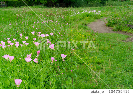 ツキミソウの道 104759413