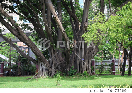 緑地と大樹のあるタイのバンコクの公園の風景 104759694