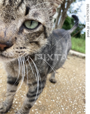 猫のアップ 104759780