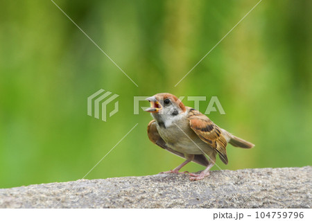 スズメ 104759796