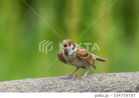 スズメ 104759797