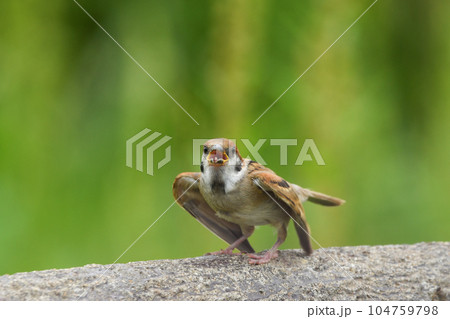 スズメ 104759798