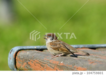 スズメ 104759801