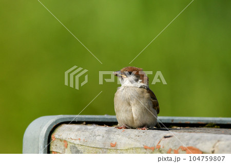スズメ 104759807