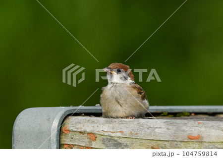 スズメ 104759814