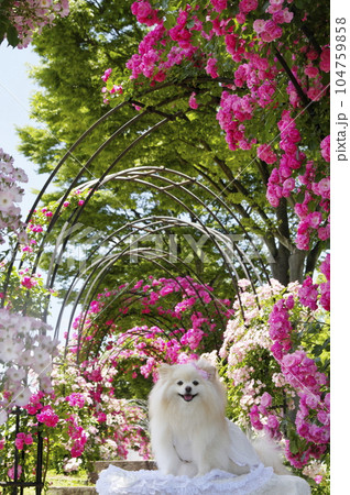 京都府ガレリアかめおかのバラ園とペット 104759858