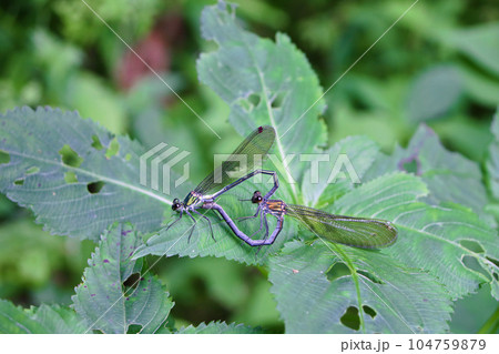 二ホンカワトンボのオスとメス 二ホンカワトンボのオスとメス 104759879