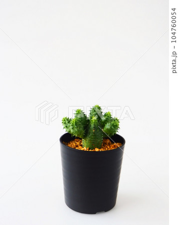 多肉植物・ユーフォルビア・グロボーサ 104760054