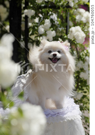 京都府ガレリアかめおかのバラ園とペット 104760055