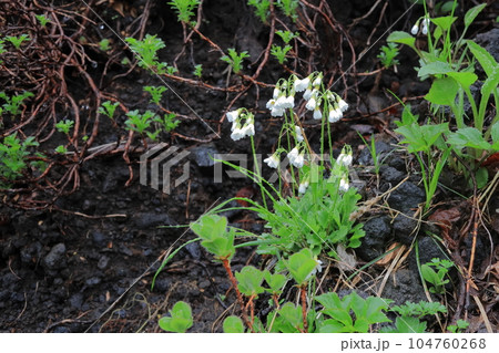 ヒナザクラの花咲く ヒナザクラの花咲く 104760268