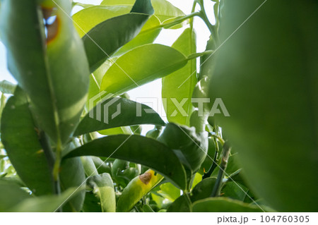 various various 104760305