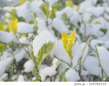 雪の積もったクチナシの葉 雪の積もったクチナシの葉 104760319