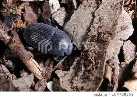 生き物 昆虫 ゴモクムシダマシ、ゴミムシダマシ科の甲虫。大きさは一センチ弱。色合いは独特 生き物 昆虫 ゴモクムシダマシ、ゴミムシダマシ科の甲虫。大きさは一センチ弱。色合いは独特 104760555