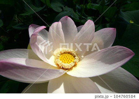 見事に咲き誇る蓮の花(愛西市 森川花ハス田) 104760584