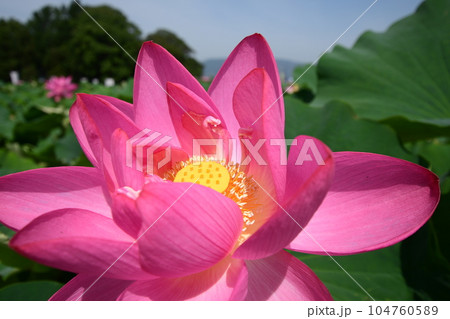 見事に咲き誇る蓮の花(愛西市 森川花ハス田) 見事に咲き誇る蓮の花(愛西市 森川花ハス田) 104760589