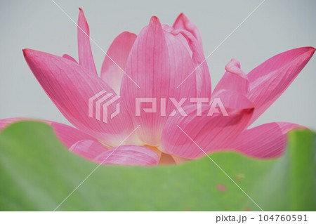 見事に咲き誇る蓮の花(愛西市 森川花ハス田) 104760591