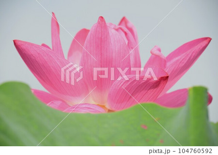 見事に咲き誇る蓮の花(愛西市 森川花ハス田) 見事に咲き誇る蓮の花(愛西市 森川花ハス田) 104760592