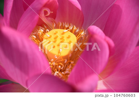 見事に咲き誇る蓮の花(愛西市 森川花ハス田) 104760603