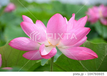 見事に咲き誇る蓮の花(愛西市 森川花ハス田) 見事に咲き誇る蓮の花(愛西市 森川花ハス田) 104760605